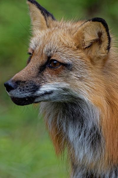 Montana Red fox close-up in controlled environment